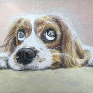 De grands yeux pour un petit chien