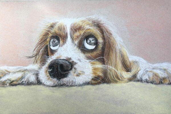 De grands yeux pour un petit chien