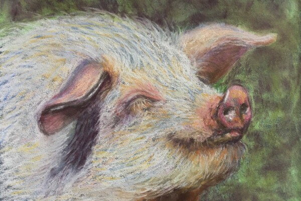 Happy piggy