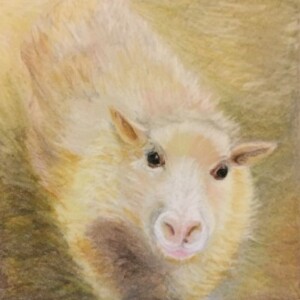 Jonquille, la belle brebis