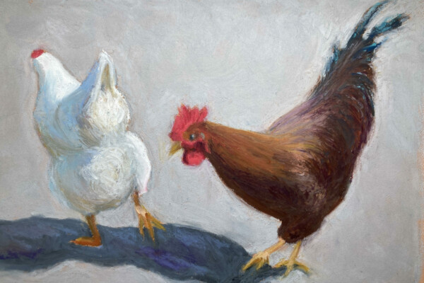 La poule et son coq